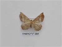 藏品(尺蛾268)的圖片